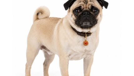 פאג Pug