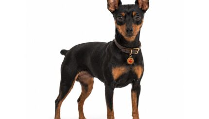 פינצ’ר – פינצ’ר ננסי Miniature Pinscher