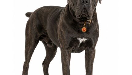 קאנה קורסו Cane Corso Italian Mastiff
