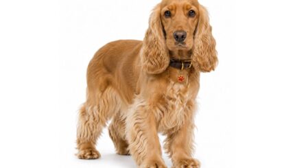קבליר קינג צ’ארלס ספנייל Cavalier King Charles Spaniel