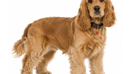 קוקר ספניאל אמריקאי American Cocker Spaniel