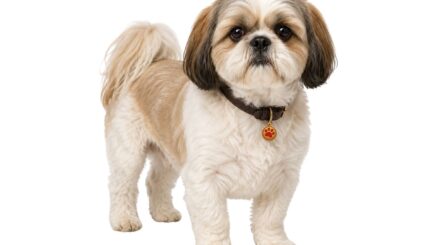 שיצו Shih Tzu