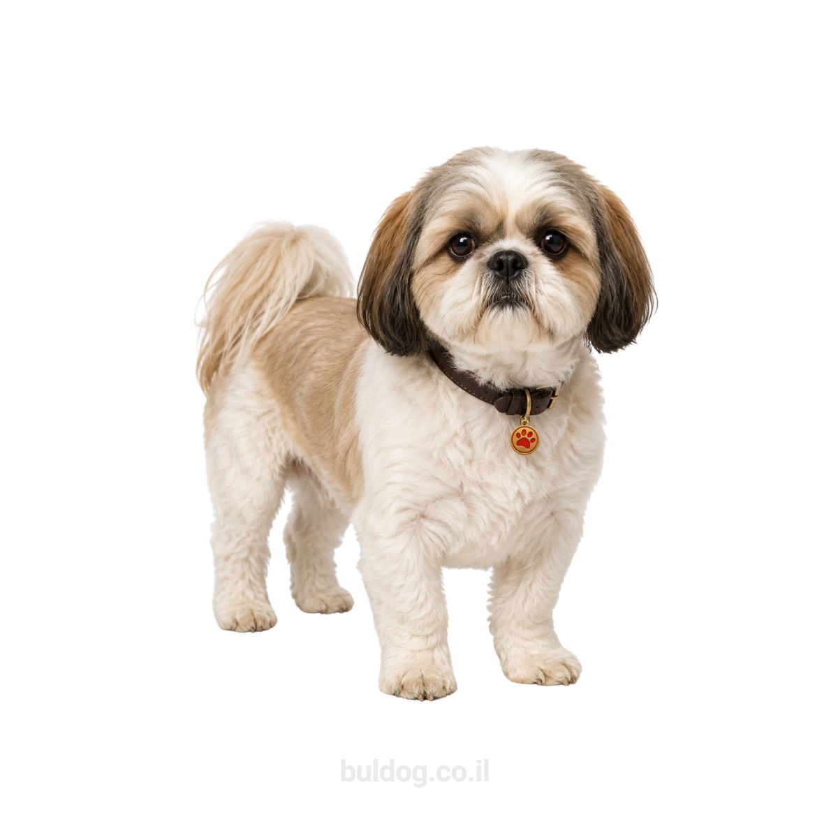 שיצו Shih Tzu