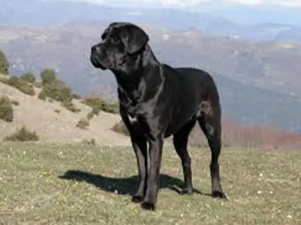 Cane Corso