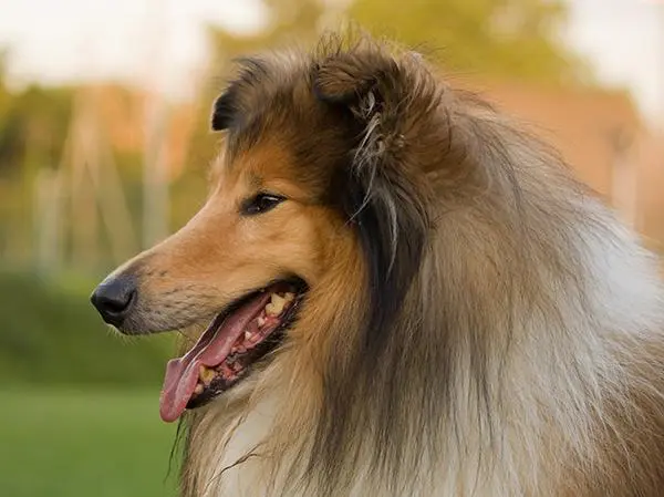 Rough Collie