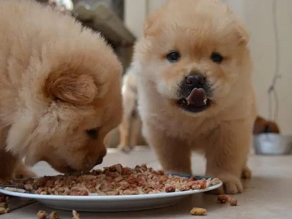 אוכל לכלב צאו צאו