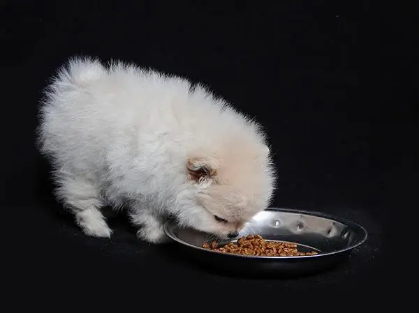 אוכל לפומרניין