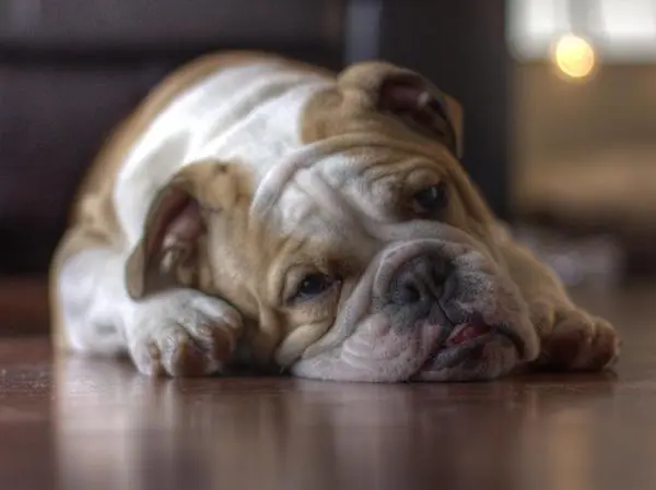 בולדוג אנגלי גזע