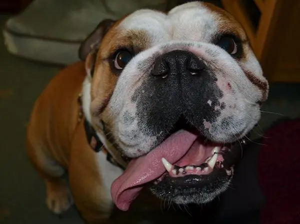 בולדוג אנגלי חינוך