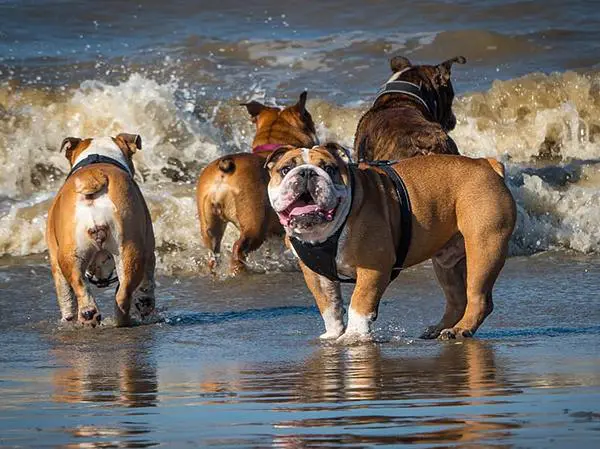 בולדוג אנגלי כלב בים