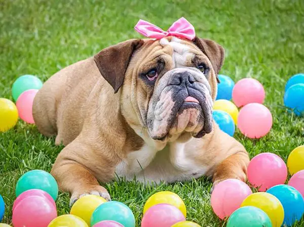 בולדוג אנגלי נקבה