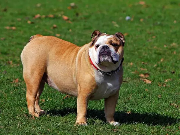 בולדוג אנגלי שמן