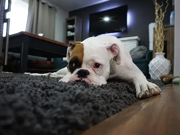 בולדוג אנגלי