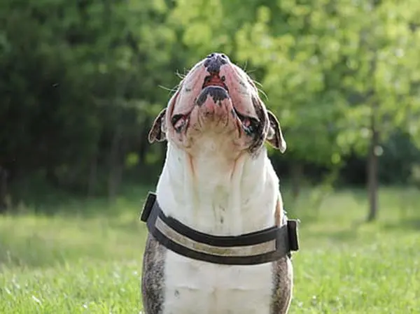 בולדוג כלב נובח