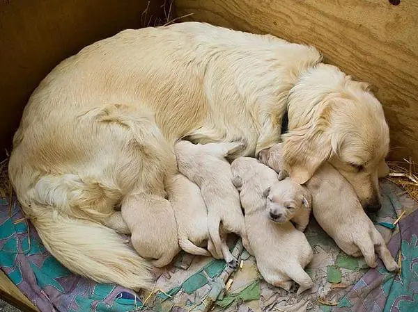 גולדן רטריבר נקבה