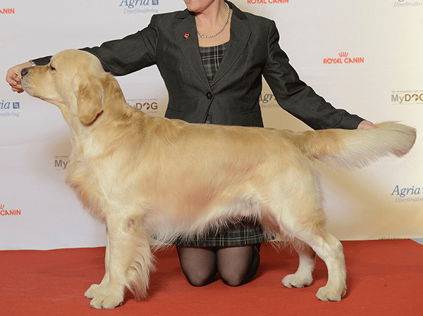 גולדן רטריבר תחרות כלבים