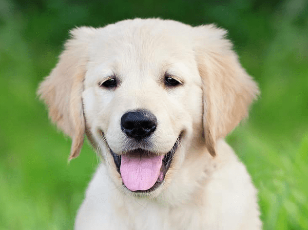 גור כלב גולדן