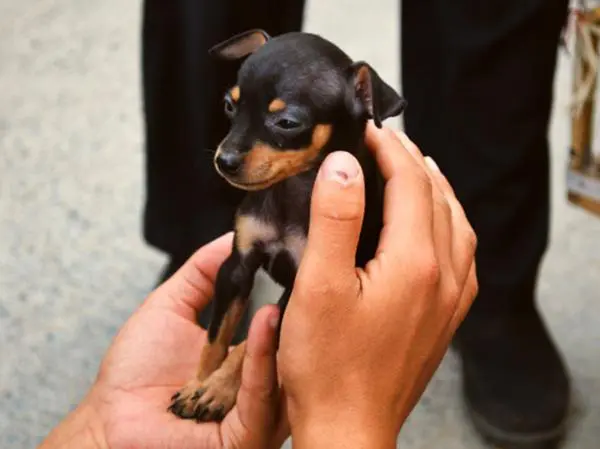גור פינצר ננסי