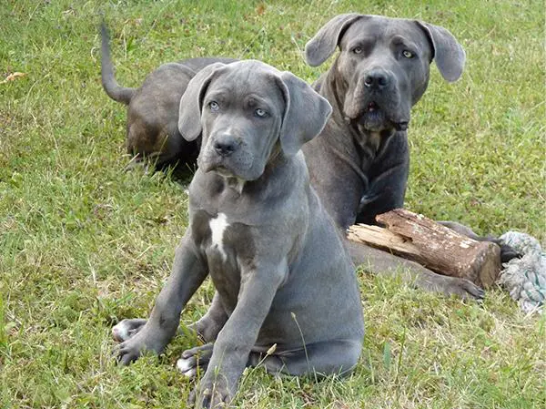 גור קאנה קורסו