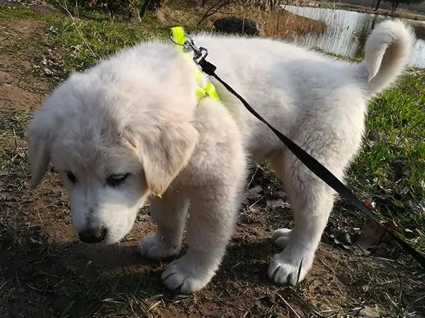 גור רועה אסיאתי