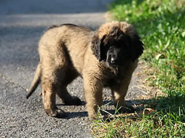 גור רועה קווקזי