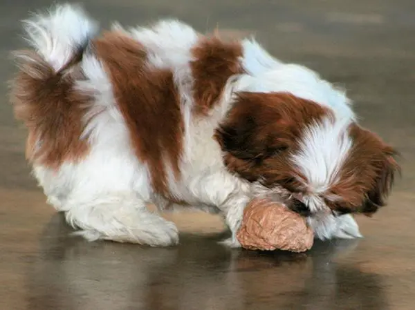 גור שיצו משחק