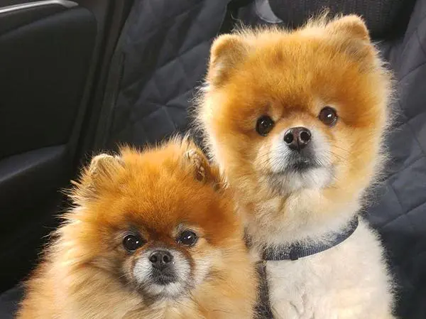 גורי פומרניין 1