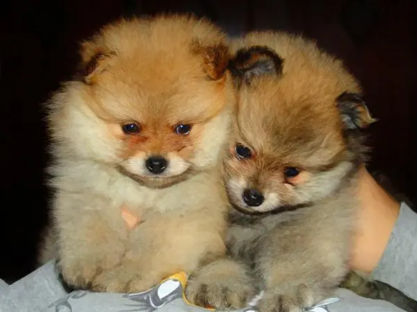 גורי פומרניין