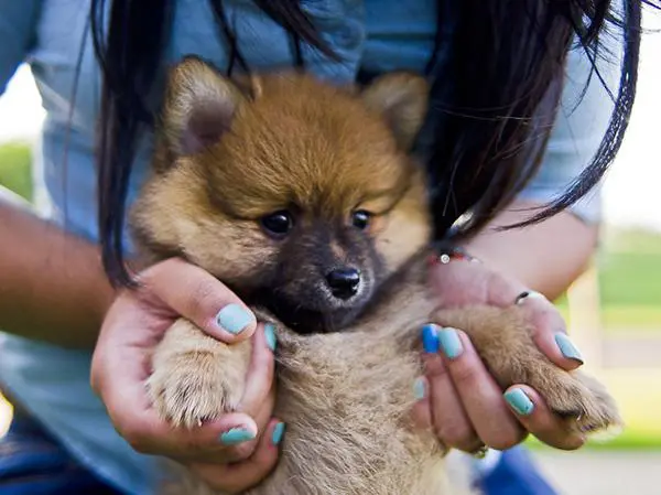 גורים של פומרניין