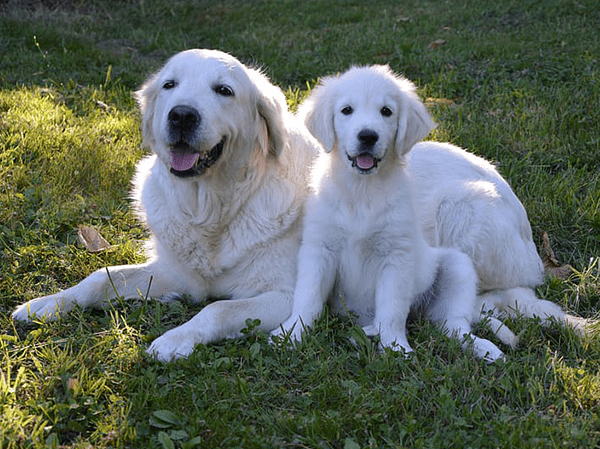 גזע גולדן רטריבר