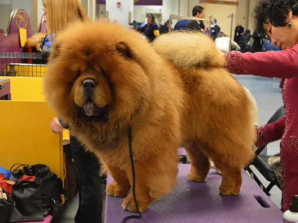 טיפוח צאו צאו