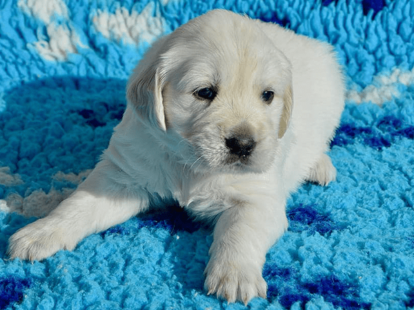 כלב גולדן גור