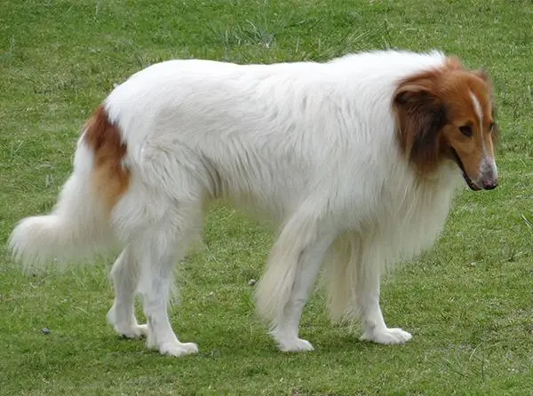 כלב כמו לאסי