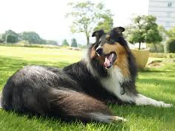 כלב לאסי ארוך שיער