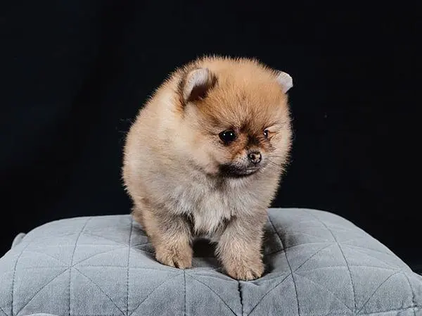 כלב פומרניאן