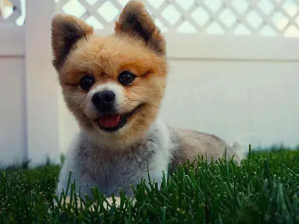 כלב פומרניין דובי