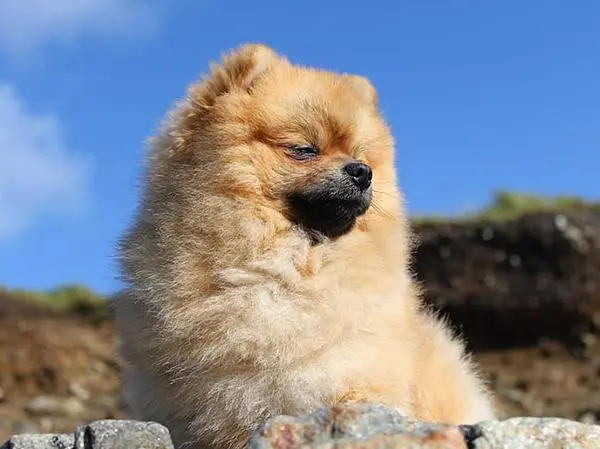 כלב פומרניין חום