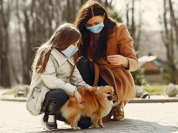כלב פומרניין קורונה