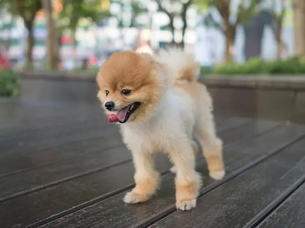 כלב פומרניין