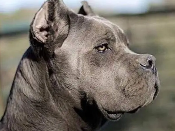 כלב קאנה קורסו