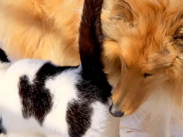 כלב קולי סקרן