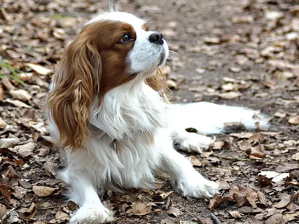כלב קינג צארלס קבליר בוגר