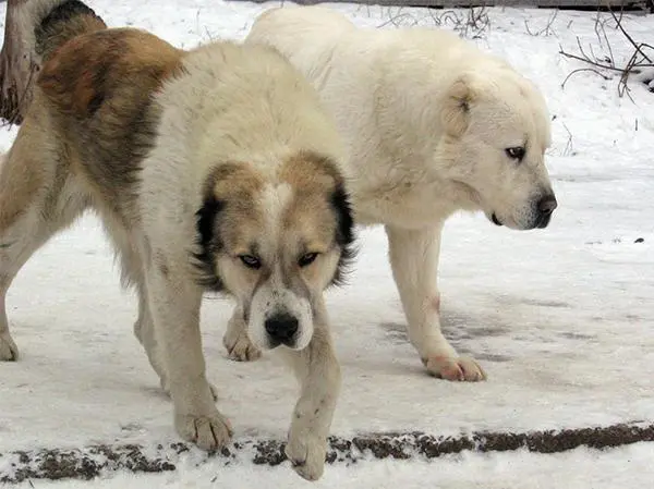 כלב רועה אסיאתי בשלג