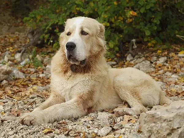 כלב רועים אסיאתי