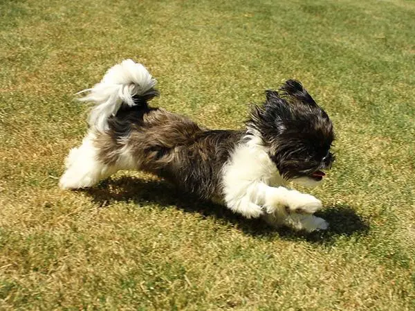 כלב שיצו משחק