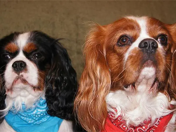 כלבי קינג צארלס קבליר