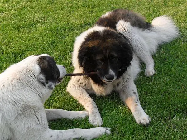 כלבי רועים קווקזים