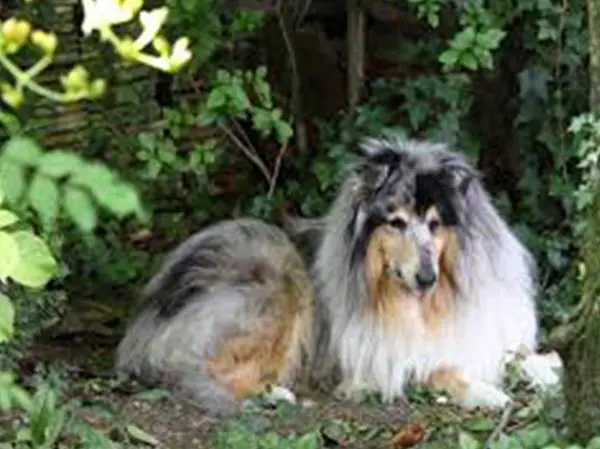 לאסי כלב מסוג קולי