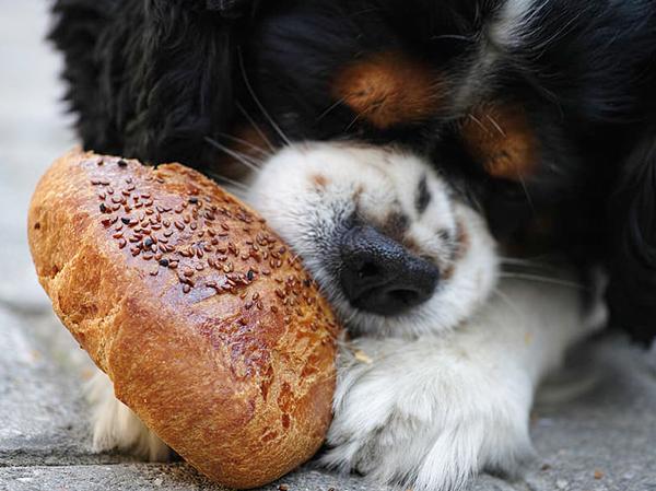 לחם לכלבים