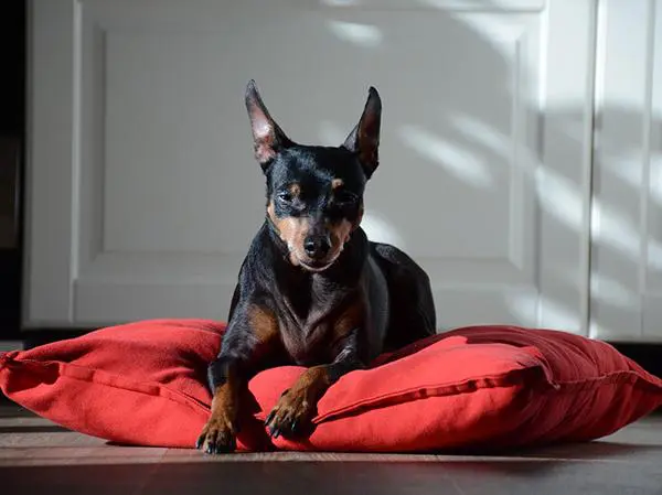 מיטה לפינצר